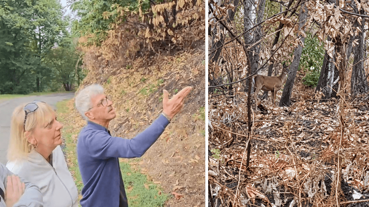 Un cervo cerca la sua strada tra le ceneri del bosco, il volto della Valsessera ferita dall'incendio VIDEO