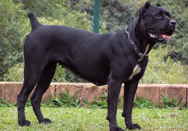A Carrù torna il corso di formazione per i proprietari di cani