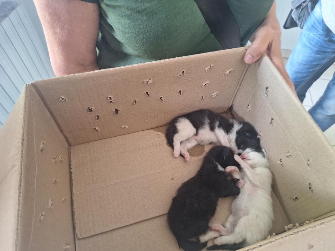 Abbandonati tra corso XI Febbraio e corso Regina, cuccioli salvati durante il sopralluogo 