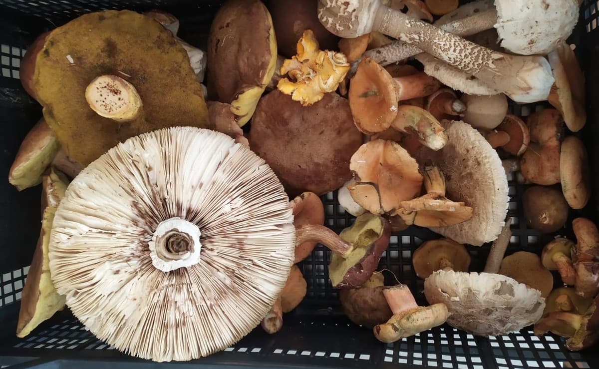 A caccia di funghi: dal 1° ottobre torna il servizio gratuito di controllo dell’ASL Città di Torino