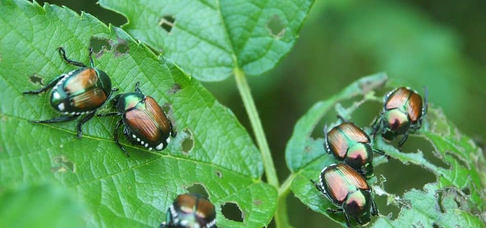 Popillia japonica, l'allarme di Avetta (PD): "Le trappole sono poche, serve un piano straordinario"