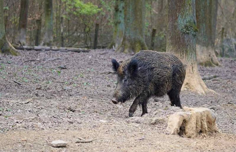 Peste suina africana, ordinanza del Piemonte per garantire le attività di contrasto