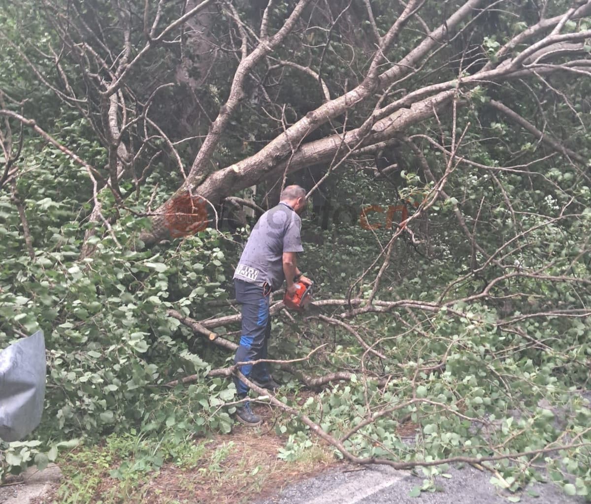 Valdieri, sindaco e consigliere in prima linea dopo il temporale: rimuovono gli alberi pericolanti a ridosso della strada [FOTO]