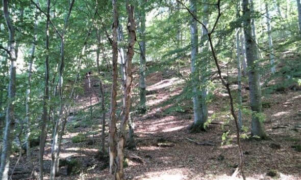 Piano di gestione forestale per la Collina di Torino: approvato il nuovo strumento per tutelare boschi e biodiversità