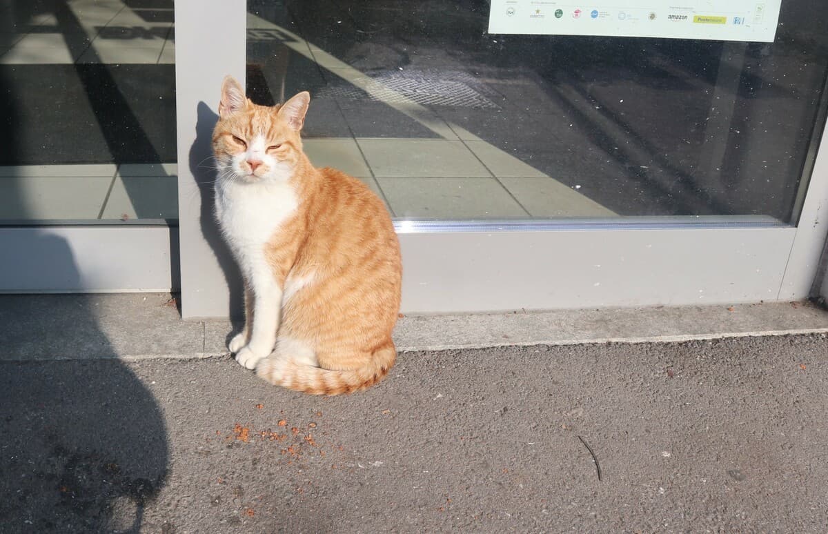 Addio a Bitter, il tenero gatto saviglianese che ha conquistato il cuore della gente  