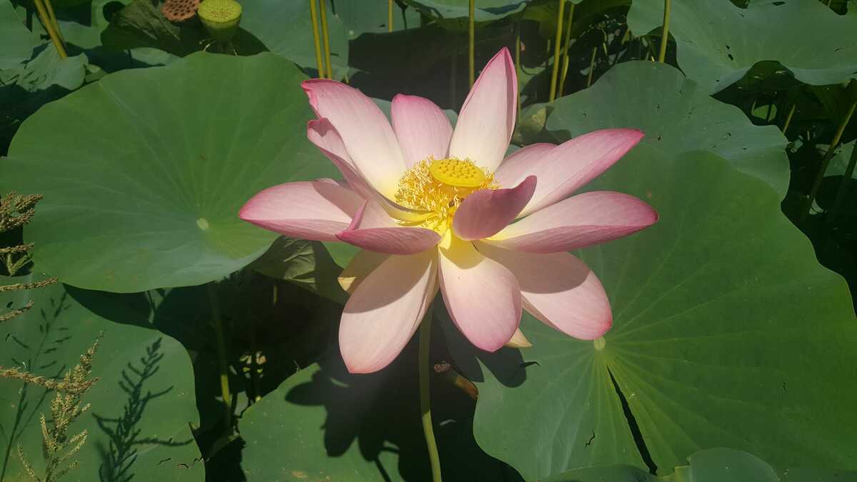 Cartolina dal Roero, dove sono fiorite le prime ninfee, uno spettacolo unico