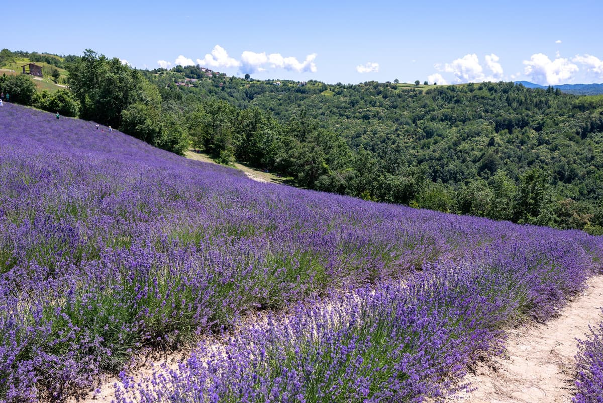 Lo spettacolo viola della lavanda a Sale San Giovanni