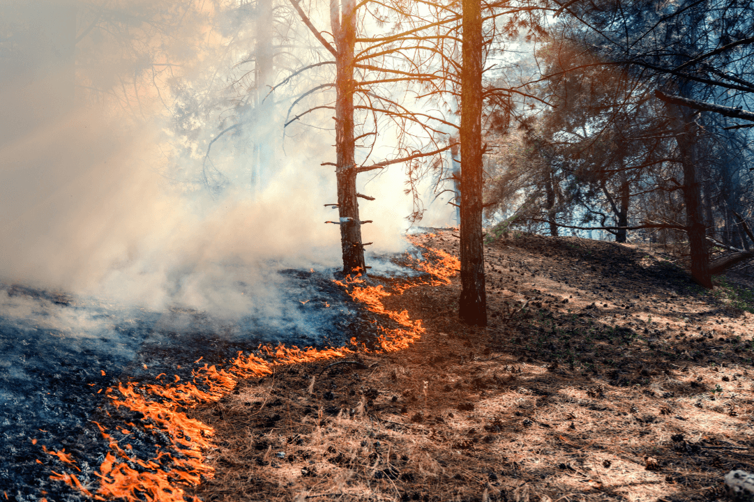Oltre 500 operatori contro gli incendi, la Regione fa il punto sulla siccità