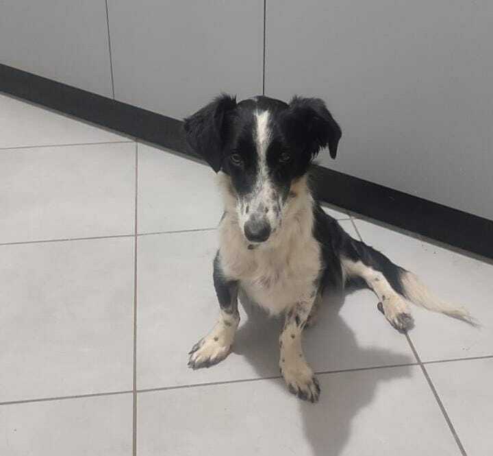 Una gara di solidarietà per la cagnolina Dory
