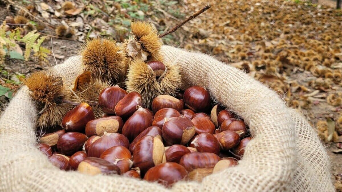 La castanicoltura tradizionale diventa "Presidio Slow Food"
