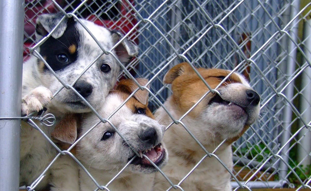 Biella, salvati 32 cani maltrattati: denunciato un cinquantenne per allevamento abusivo
