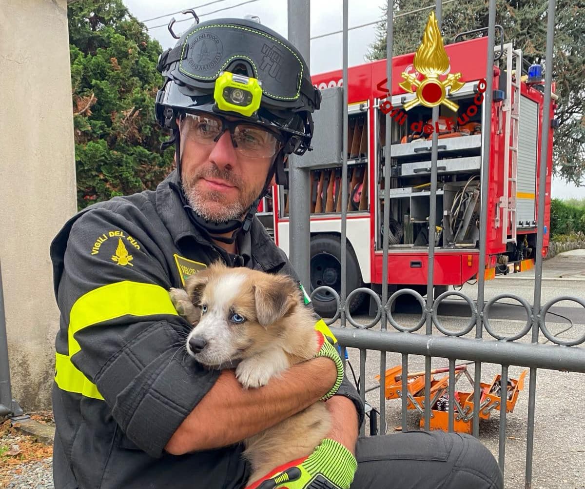 Candelo, cane di 3 mesi resta incastrato con la testa tra le sbarre del cancello: in salvo la piccola Mirtilla 