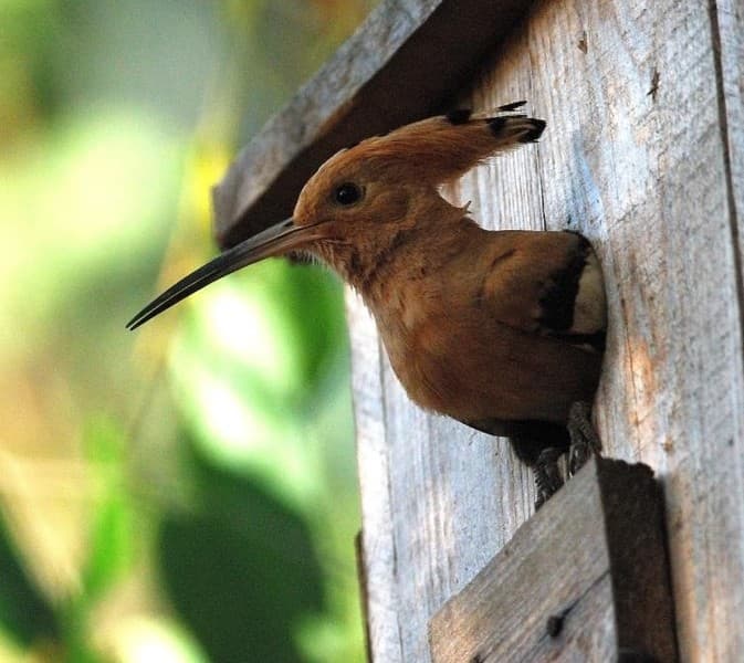 Lipu Cuneo, sabato 3 ottobre doppio appuntamento: birdwatching al Beinale e Momijigari in viale Angeli