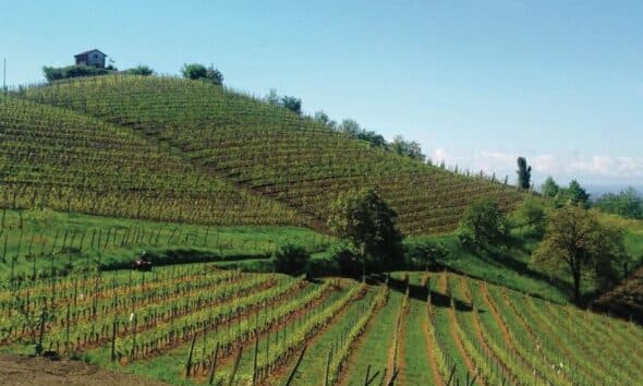 Vino, il Piemonte unica regione in crescita nell’export, ma il settore chiede sostegno
