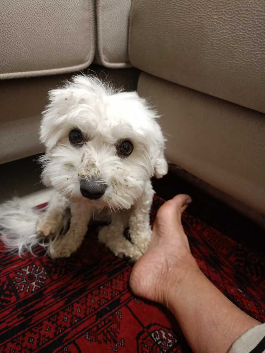 QUATTROZAMPE / Ducky è tornato a casa: il piccolo maltese ritrova la strada dopo due giorni di fuga