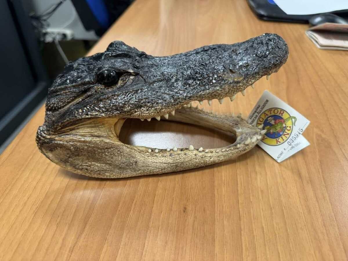 Sorpresa ai controlli doganali a Caselle, viaggiava da Miami con la testa di un coccodrillo