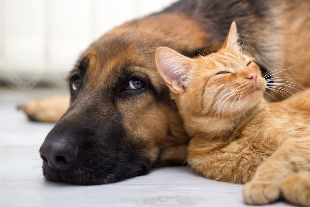 Animali da compagnia: una presenza preziosa da proteggere tutto l'anno
