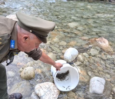 "L’immissione di trote iridee femmine salva la stagione della pesca in Granda"