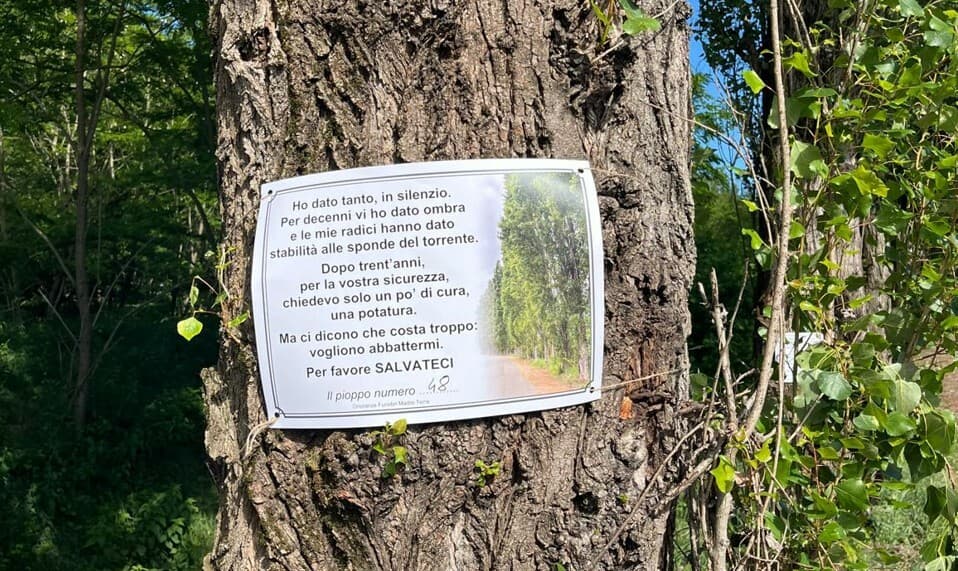 Montà, "i pioppi sono esseri viventi, vanno curati non tagliati": le associazioni ambientaliste continuano la battaglia per salvarli 
