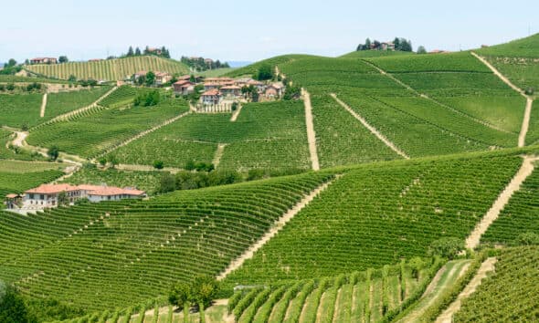 Cannabis light, in Piemonte cresce il mercato della qualità: come riconoscere i fiori CBD migliori