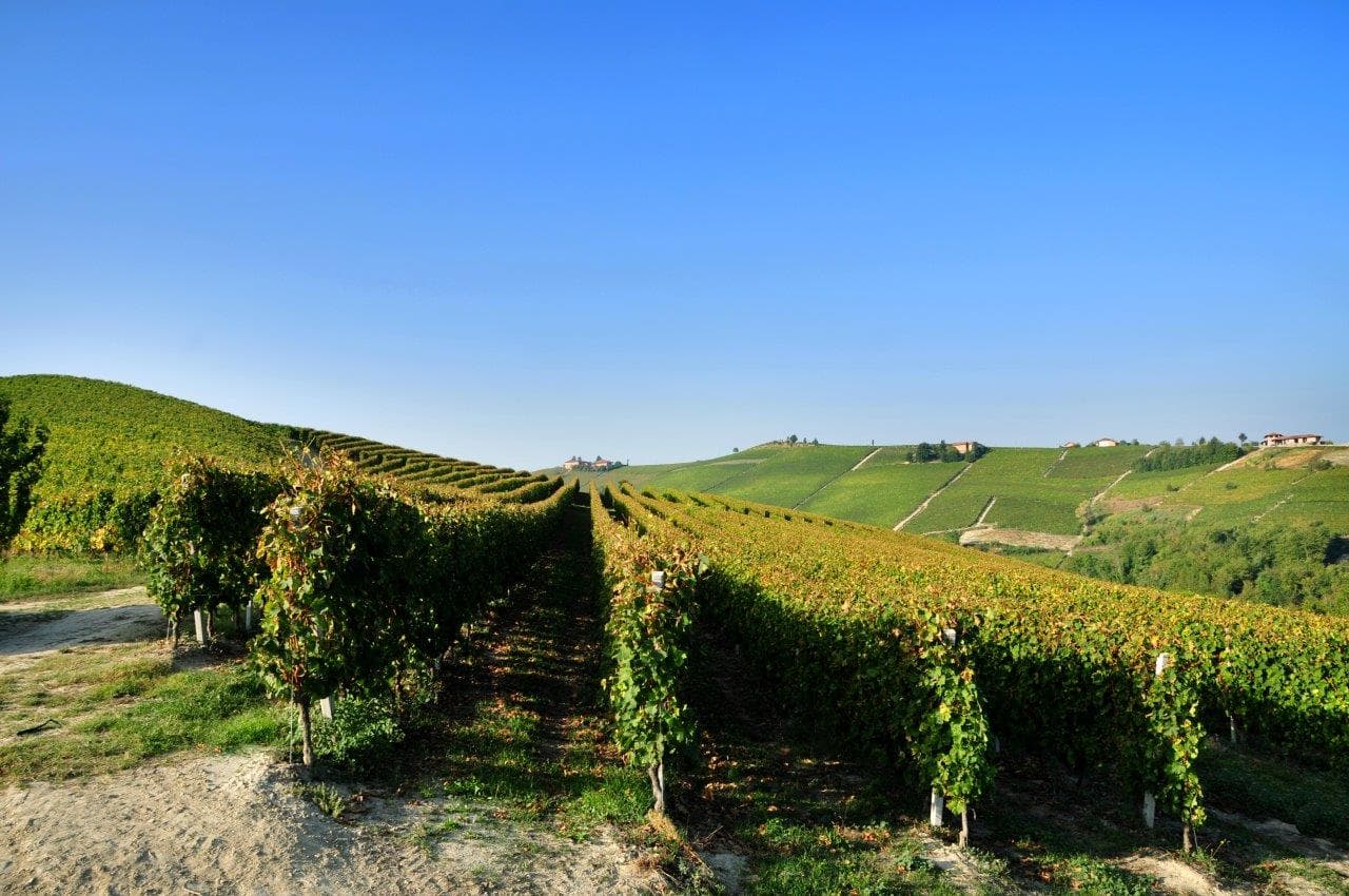 L'Associazione Comuni del Moscato plaude all'accordo sulle rese: "Boccata d’ossigeno assolutamente necessaria"
