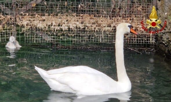 Verbania: il piccolo rimane intrappolato, mamma cigno rimane con lui finché non viene liberato – VIDEO