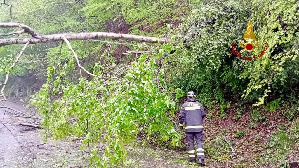 Maltempo, alberi pericolanti e danni ai cavi elettrici: serie di interventi nel Biellese