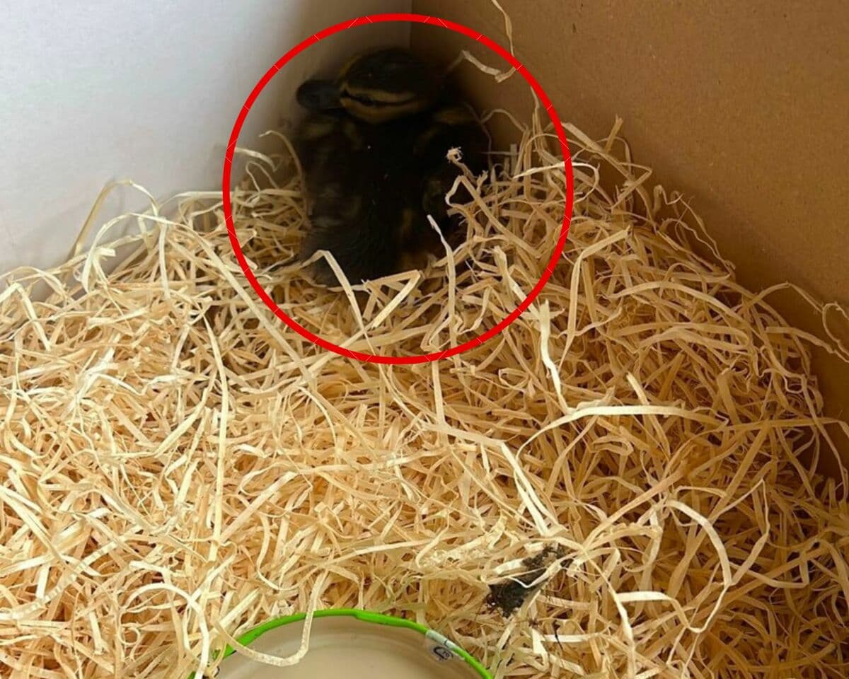Da un box spunta un piccolo anatroccolo, scatta il recupero