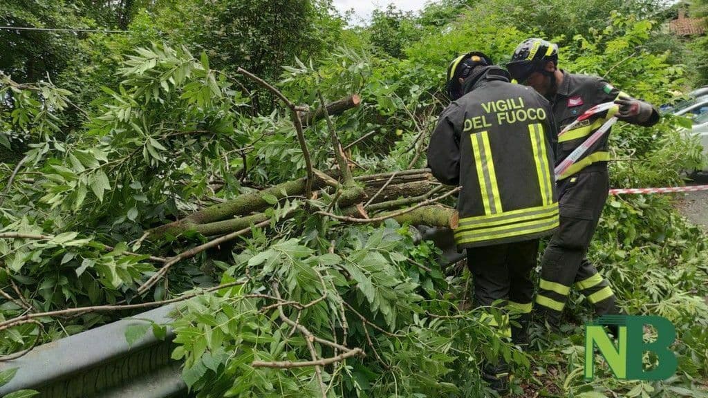 Maltempo a Biella, pianta cade e danneggia un’auto