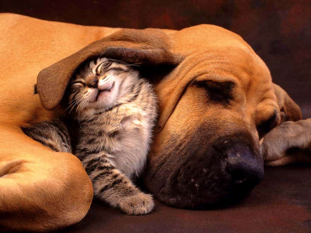 Come affrontare il periodo estivo con cani e gatti ed evitare rischi dovuti alle ondate di caldo