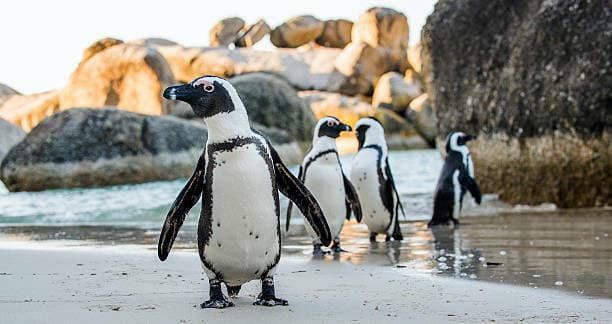 I pinguini “vedono” i suoni: uno studio di Unito svela una sorprendente capacità cognitiva