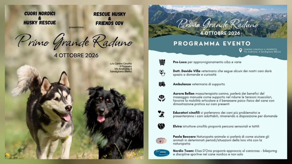 Cani salvati e adottati, a Sandigliano il primo grande raduno dei rescue