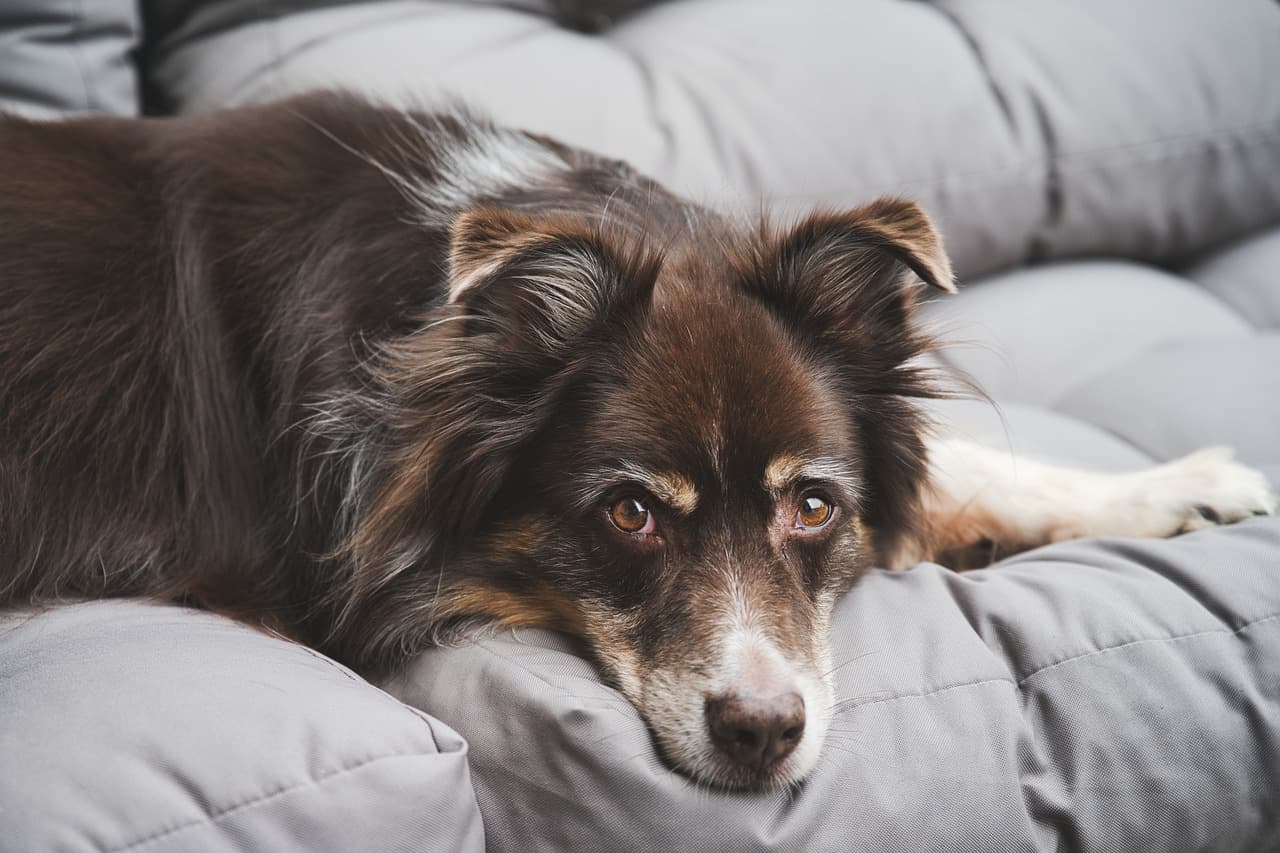 Nella tomba con le spoglie del proprio animale domestico: a Salmour ora è possibile
