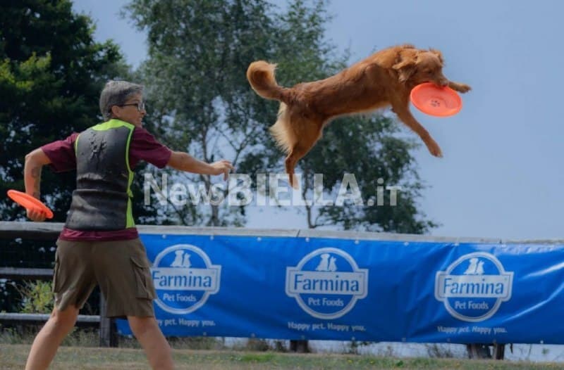 Velocità e intesa con il proprio cane: a Bielmonte va in scena il Campionato Nazionale di Disc Dog FOTO e VIDEO