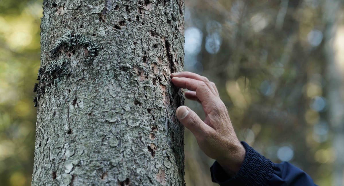 Cuneo, al Cinema Monviso il documentario “Forest” sul lavoro nei boschi
