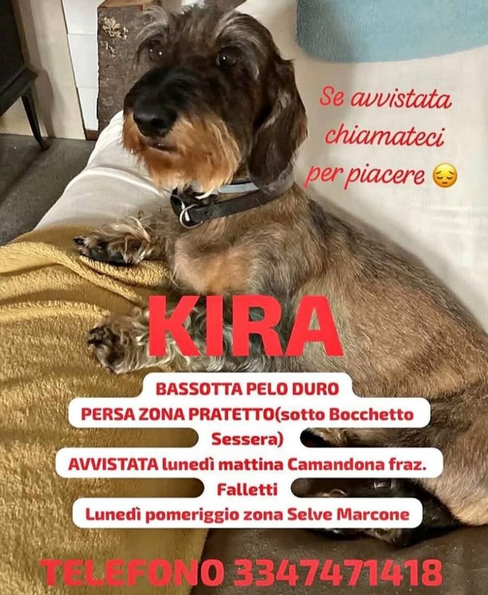 Appello urgente: chi ha visto Kira?
