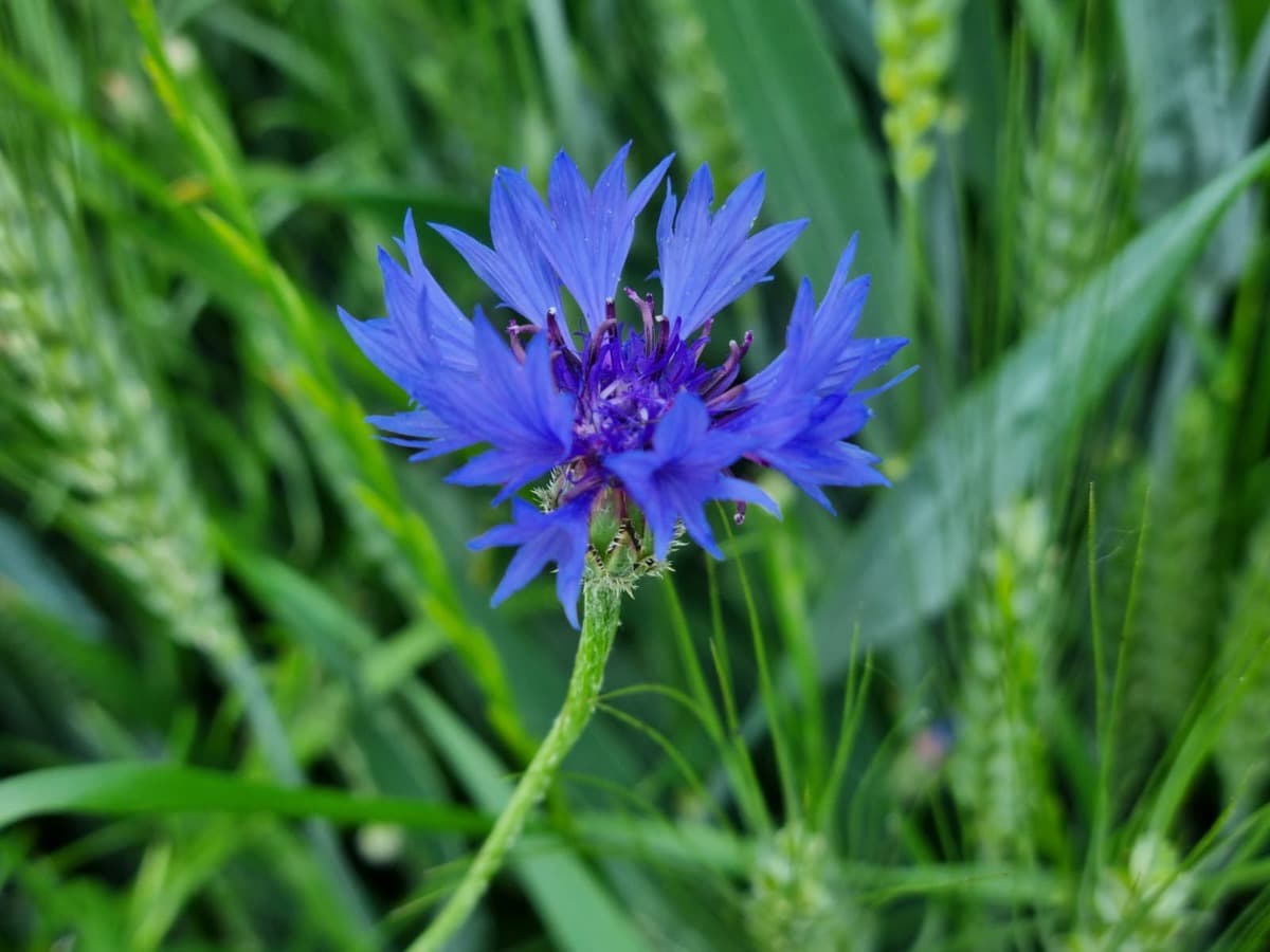 La magia, l'eleganza e il blu del Fiordaliso che regala bellezza alle campagne e agli occhi