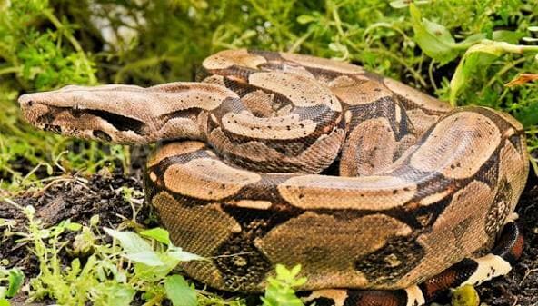 Fuga di un boa da un'abitazione a Bruzolo, scatta l'allarme in Valle di Susa