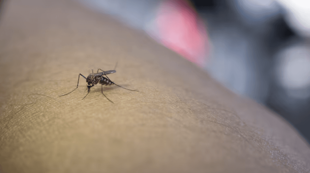 West Nile, salgono a 14 i casi nel Novarese