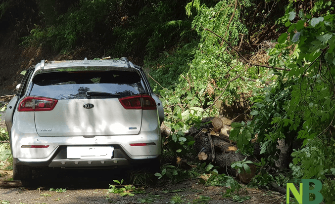 Incidenti a catena nel Biellese, una pianta crolla a terra e finisce su un'auto