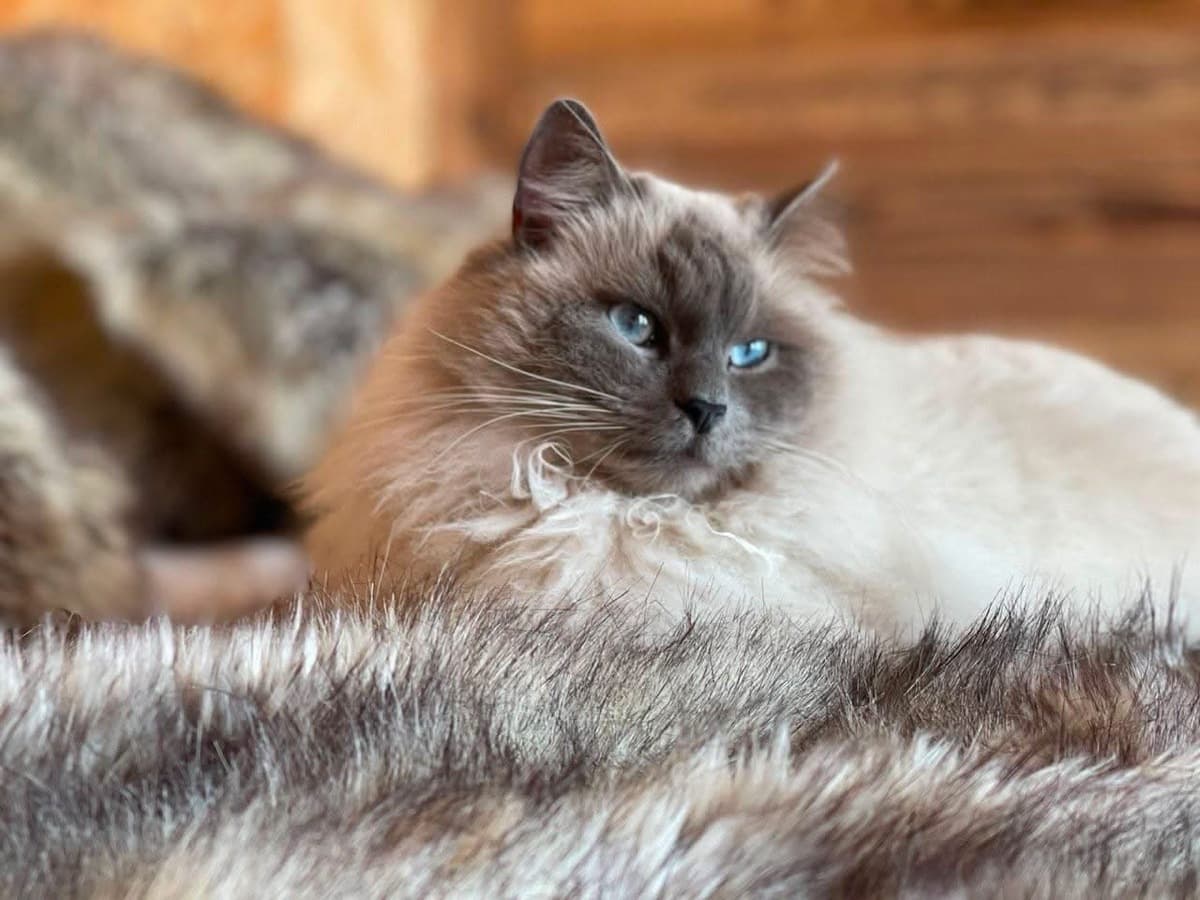 Lieto fine a Roccabruna: il micio Baloo è tornato a casa