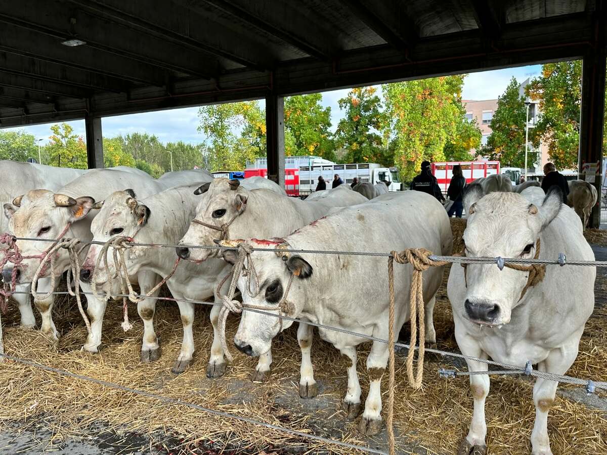  Dopo la Rassegna Bovina di Alba: "Ora valorizziamo tutta la filiera della carne"