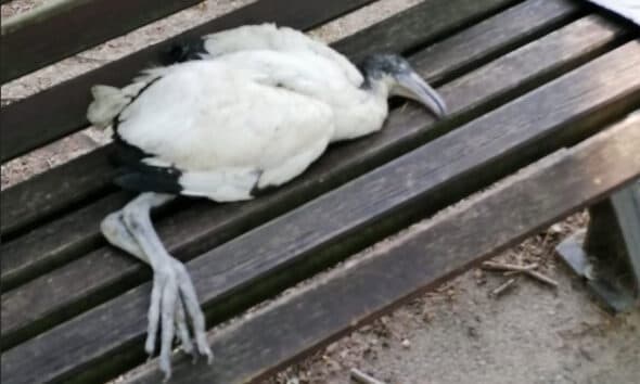 Pulli di ibis uccisi al parco dell’Allea di Novara, grave denuncia delle associazioni animaliste