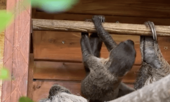 Un piccolo di bradipo è nato al Bioparco Zoom di Torino: è (per ora) l’unico nuovo nato in Italia