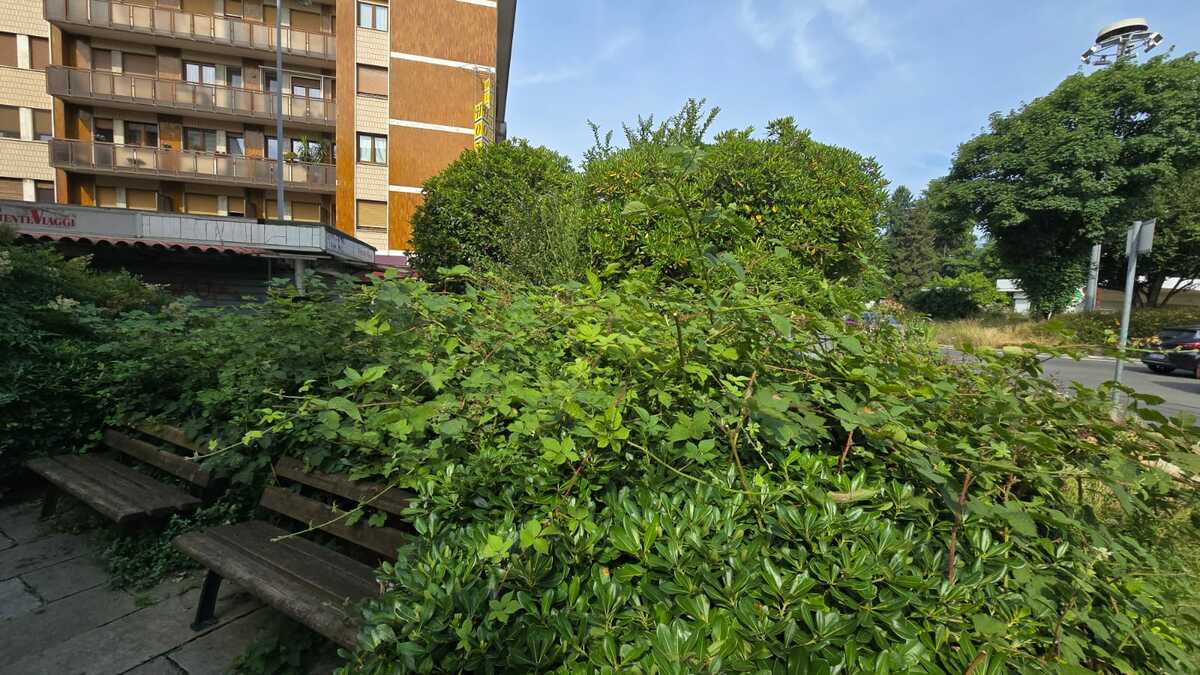 Verde pubblico a Biella, piazza Adua: marciapiedi invasi dall'erba FOTO