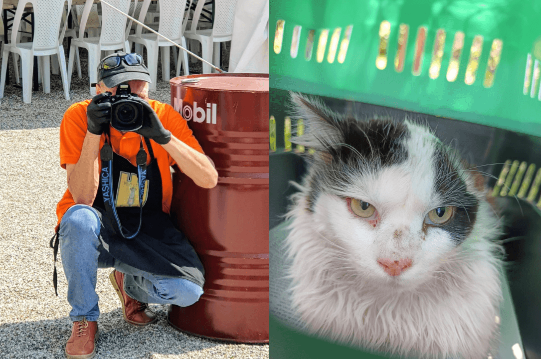 Dall’emergenza alla gestione: nel Biellese un osservatorio per monitorare le colonie feline 