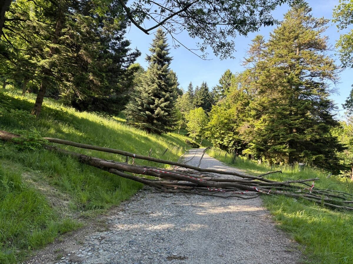 Foreste, la Regione approva il piano di tutela e gestione della Collina di Torino