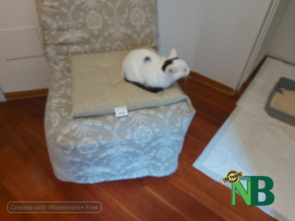 Candelo al fianco del progetto “Punto Animal Friendly”