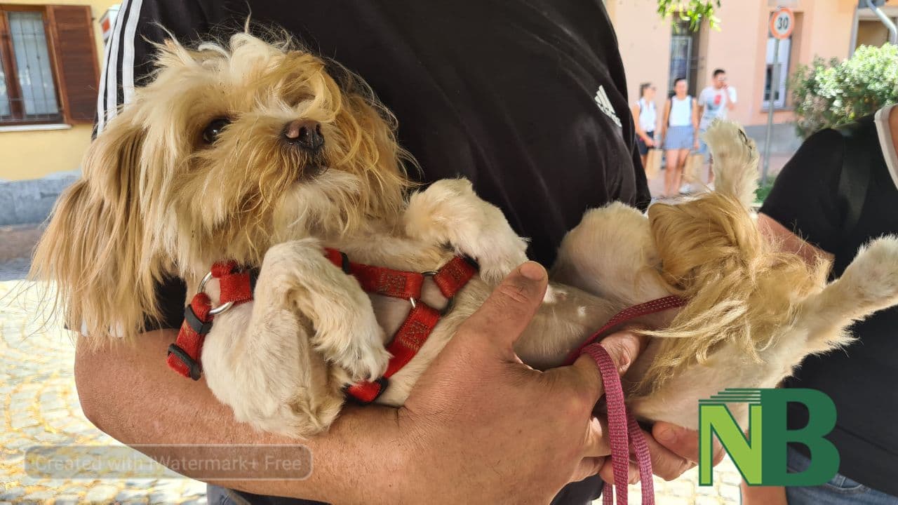 Sala Biellese aderisce al progetto "Punto Animal Friendly" di Legami di Cuore