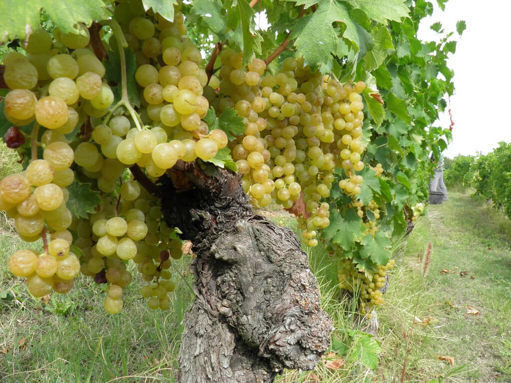 Moscato, Coldiretti dice "no" all’abbassamento delle rese sotto gli 85 quintali a ettaro